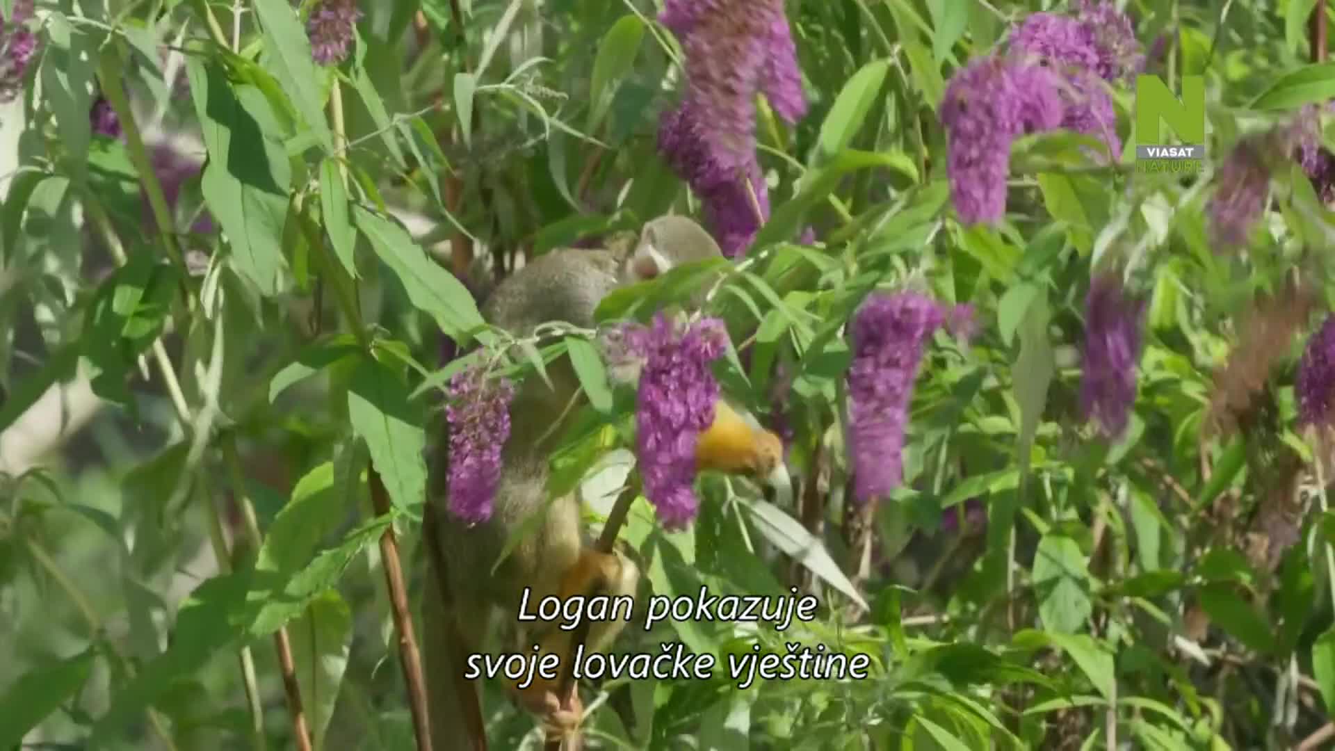 ViasatNature