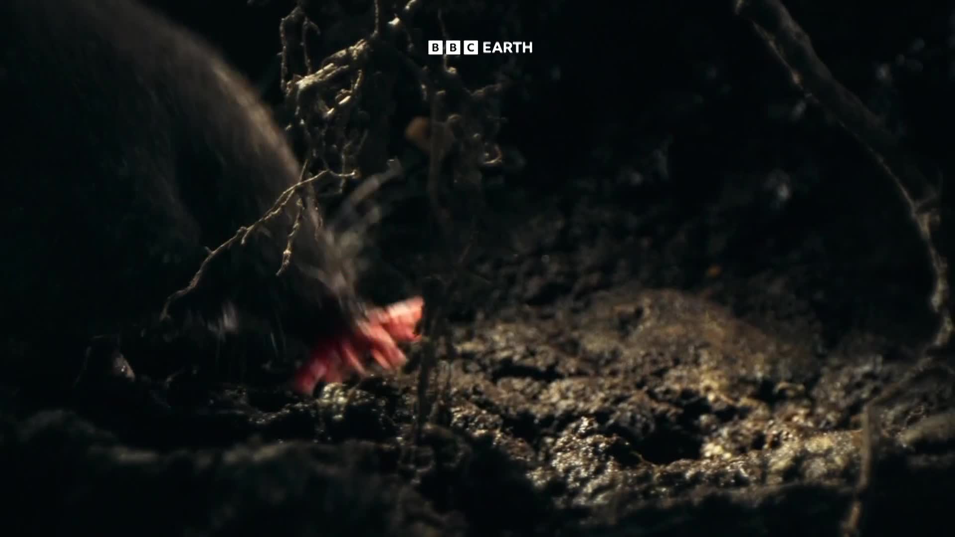 BBCEarth