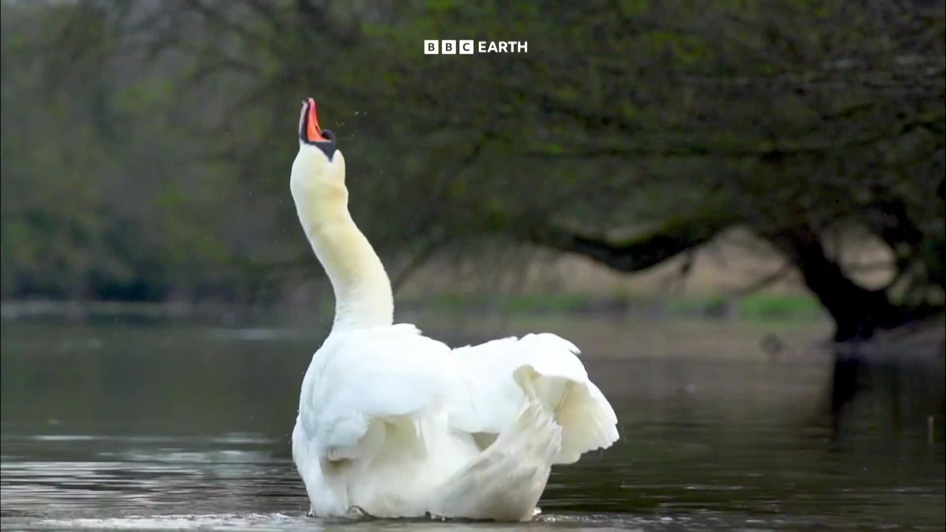BBCEarth