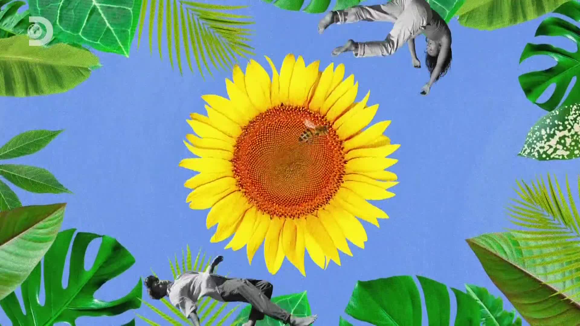 ViasatExplorer