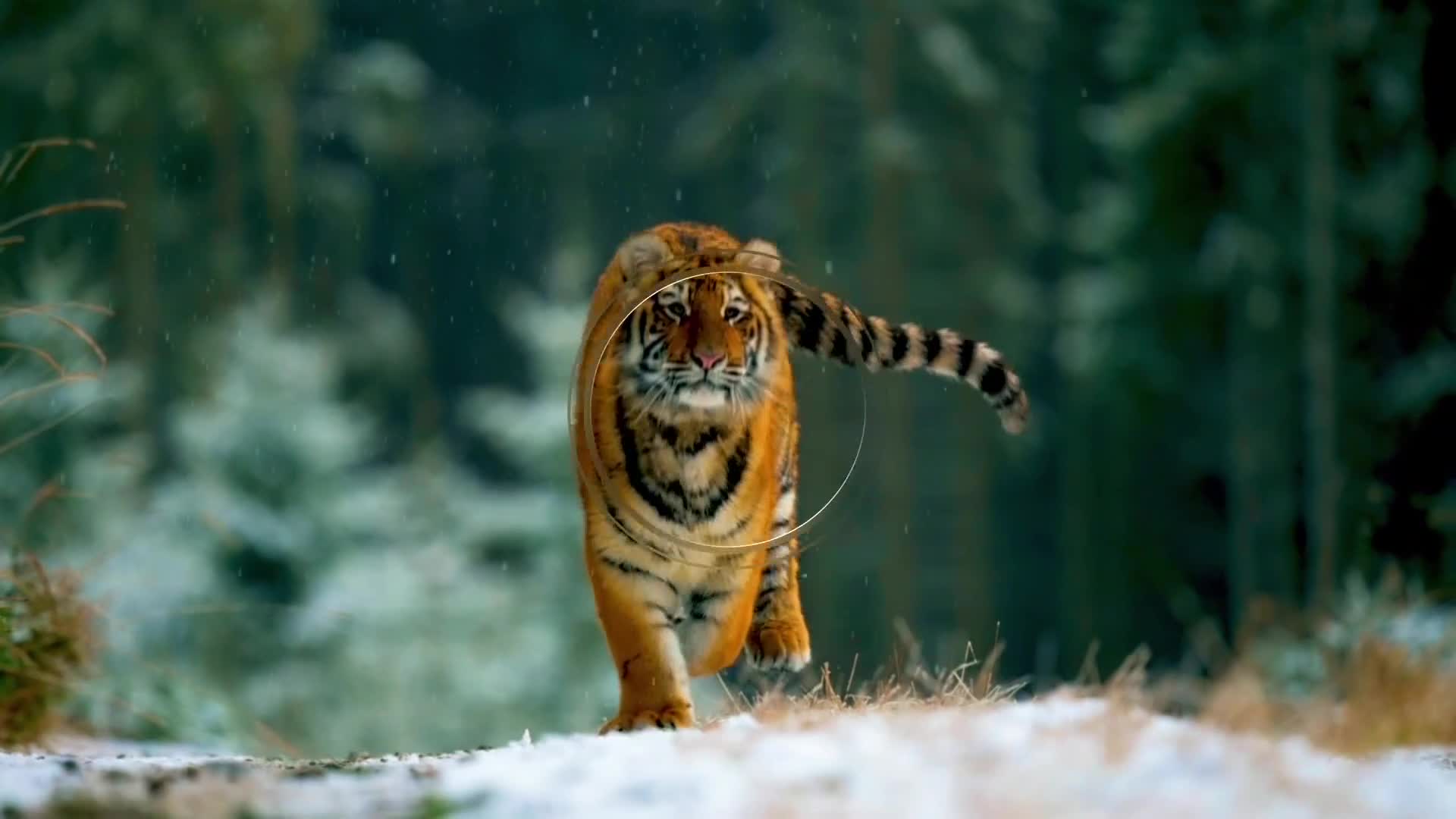 BBCEarth