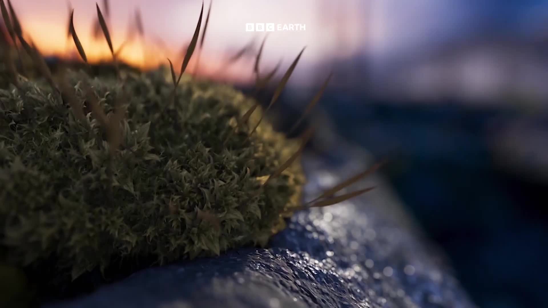 BBCEarth