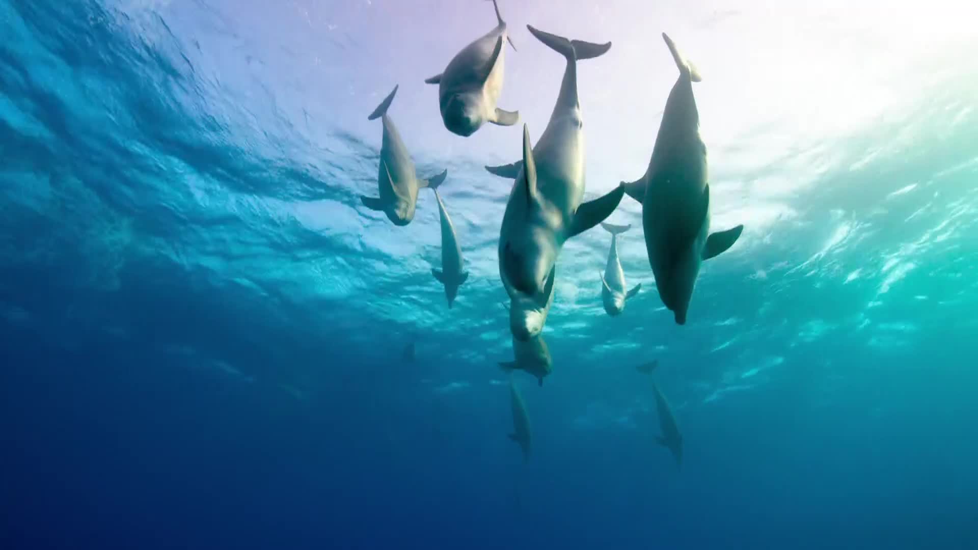 BBCEarth