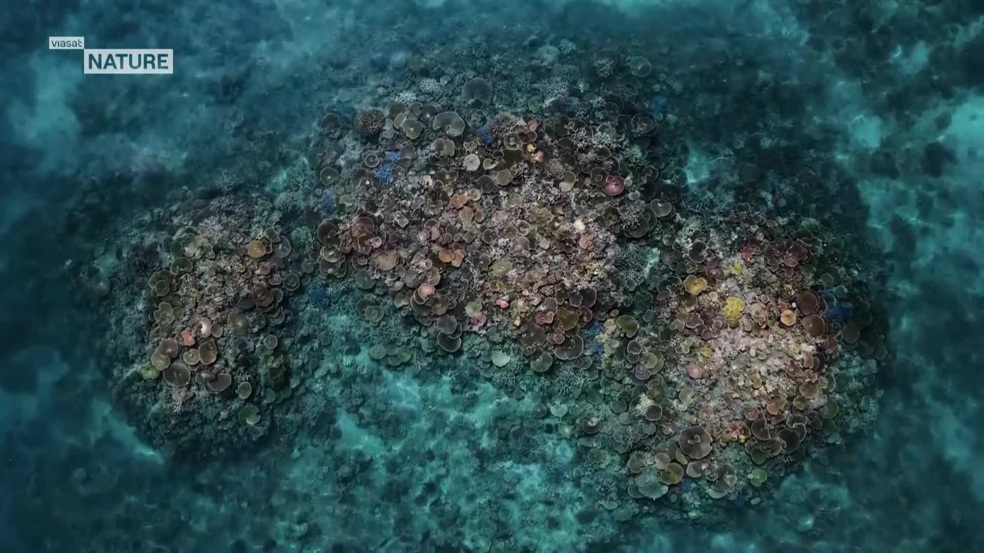 ViasatNature