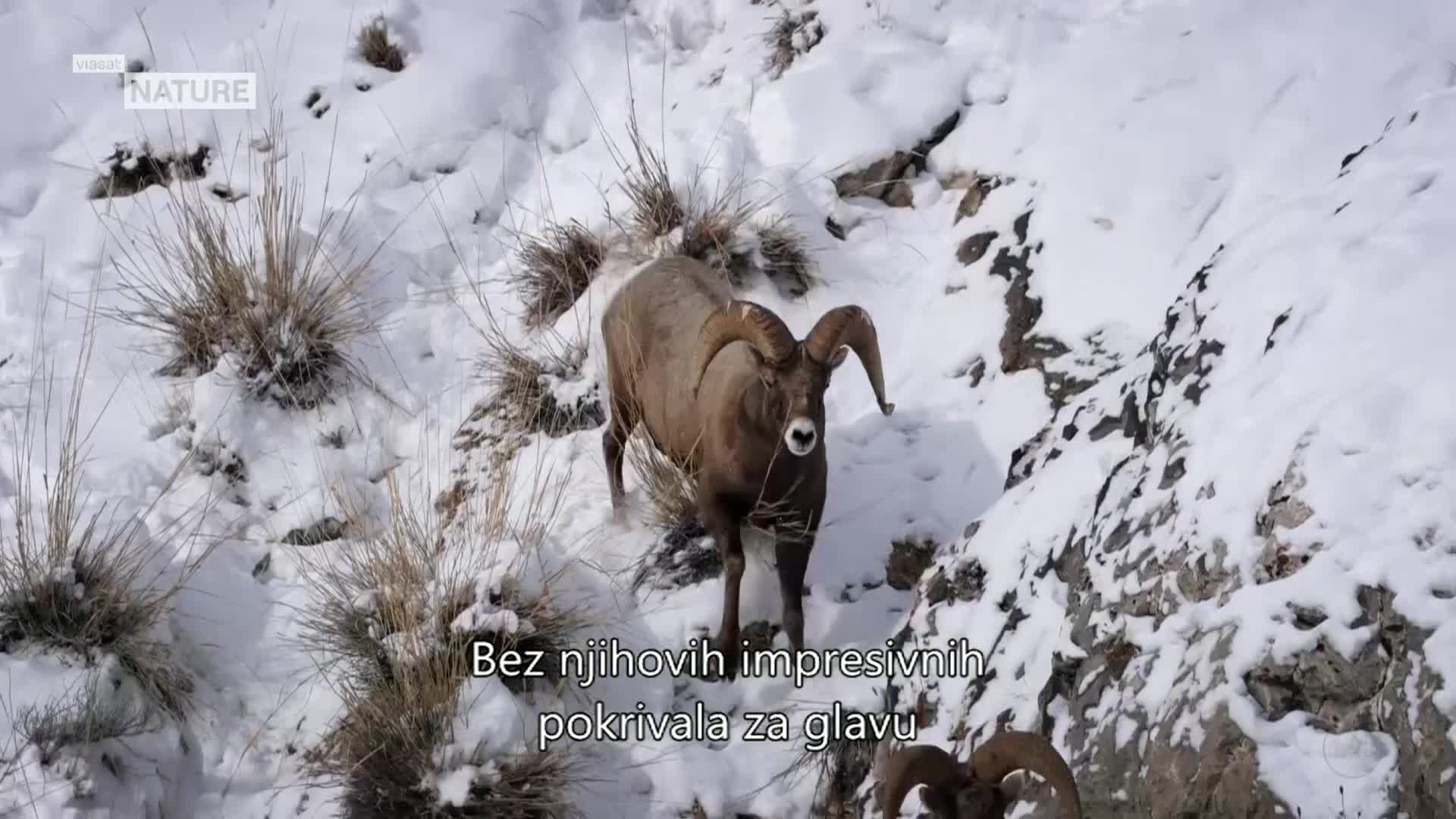 ViasatNature