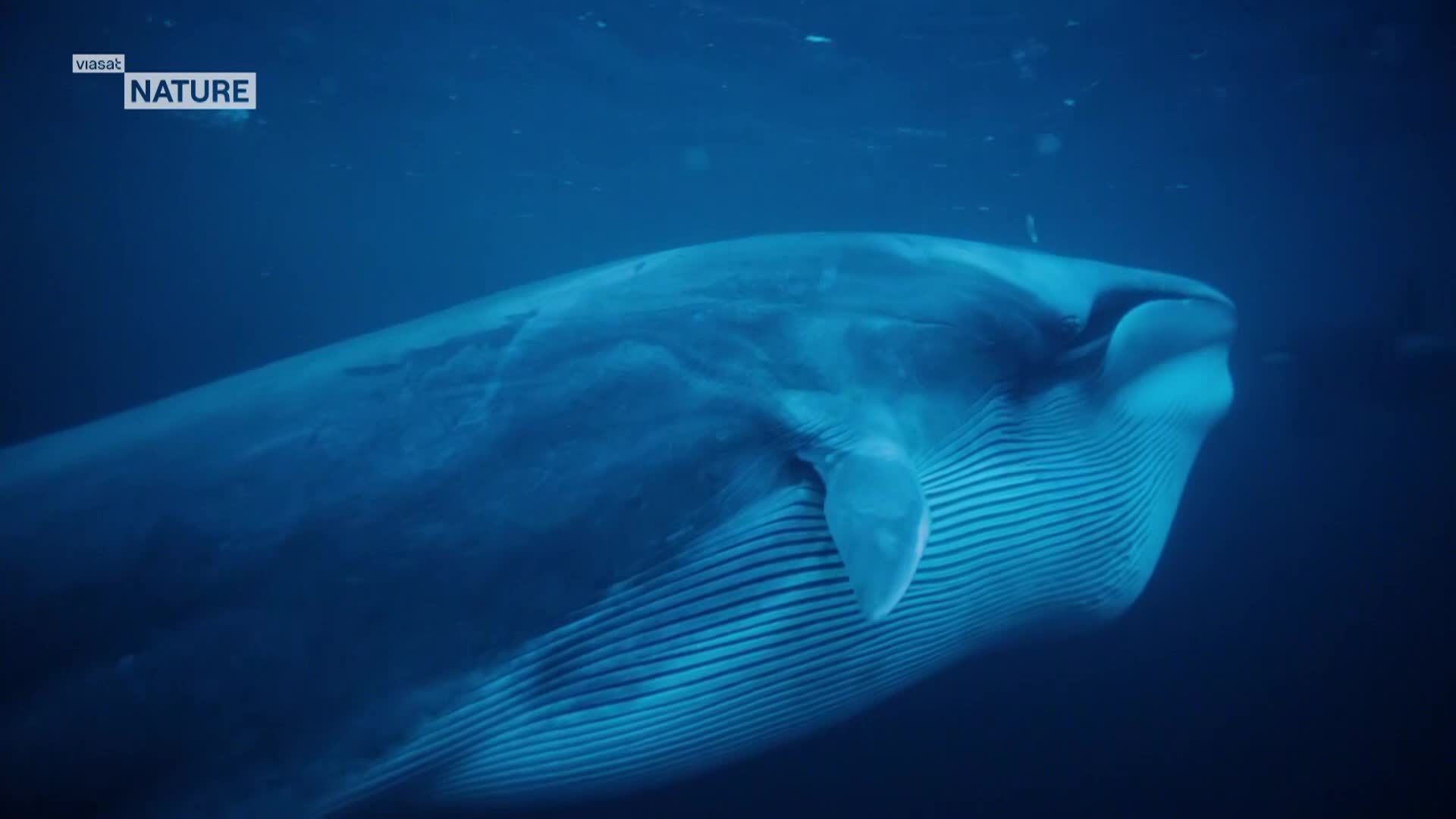 ViasatNature