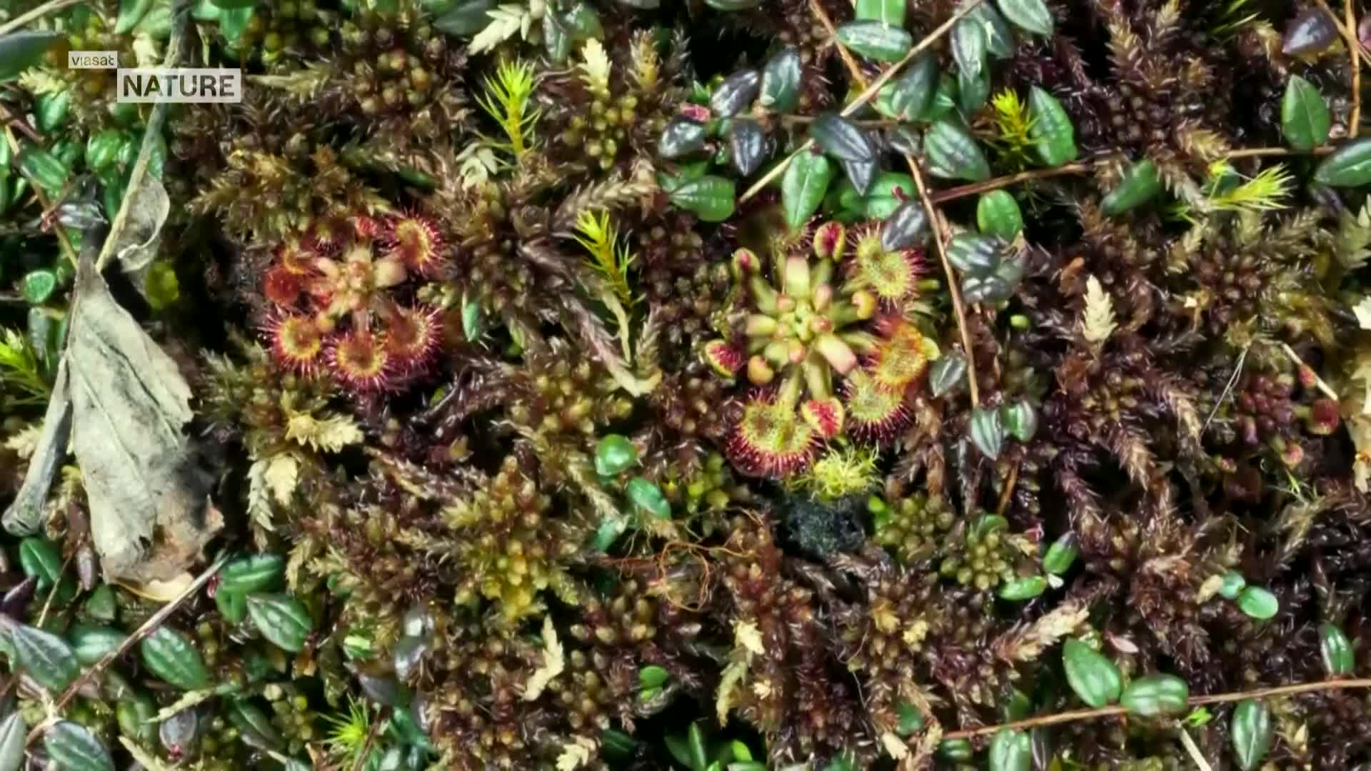 ViasatNature