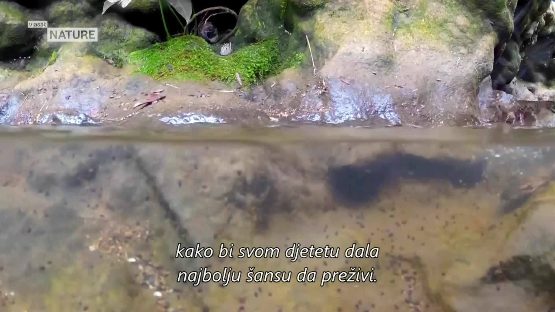 ViasatNature