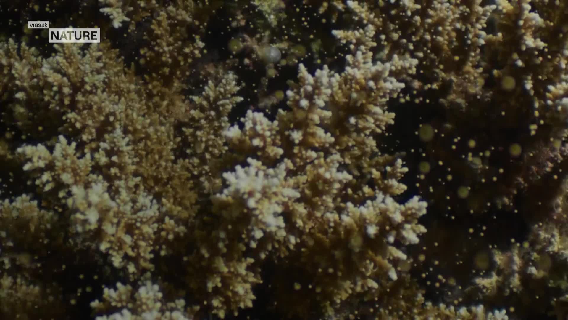 ViasatNature