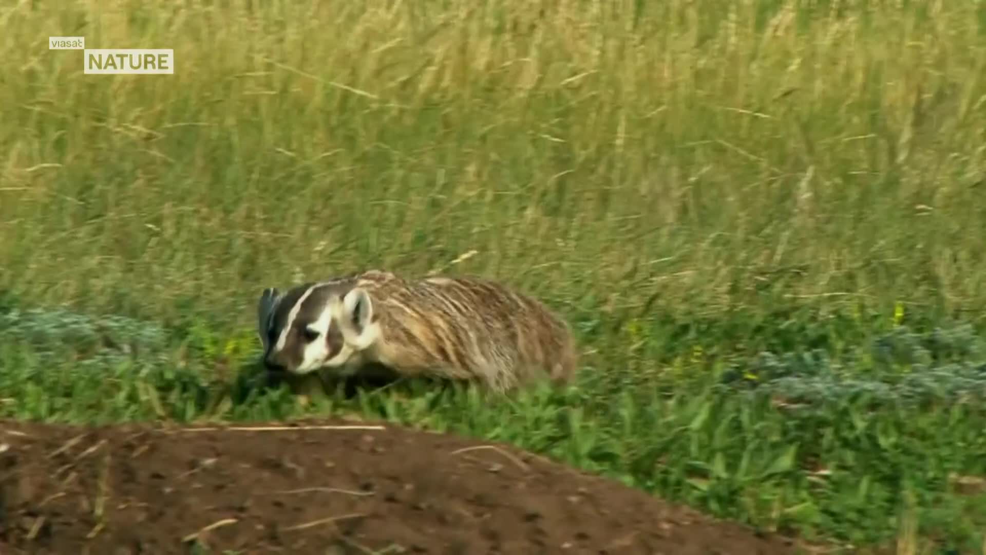 ViasatNature