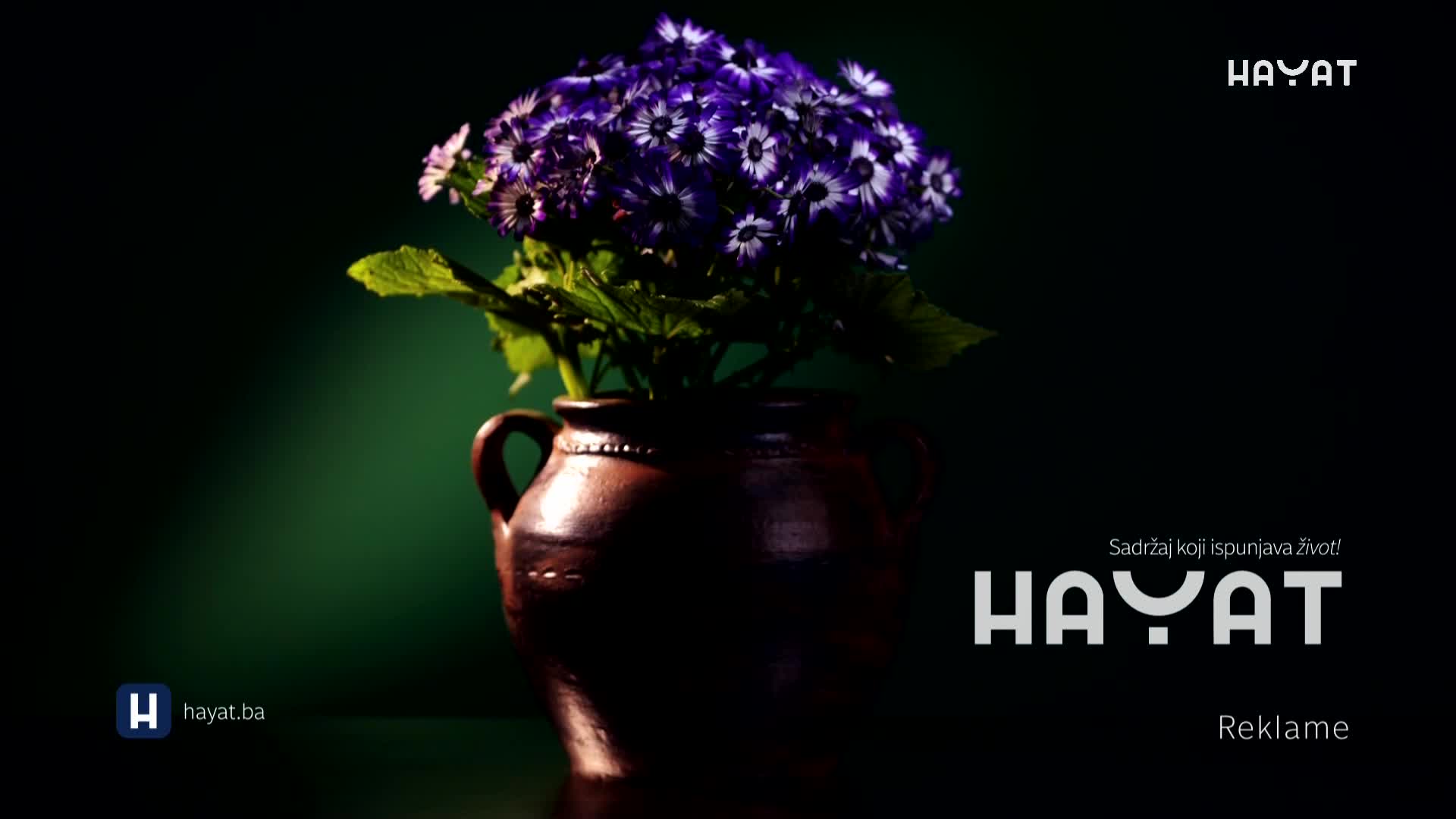 hayat