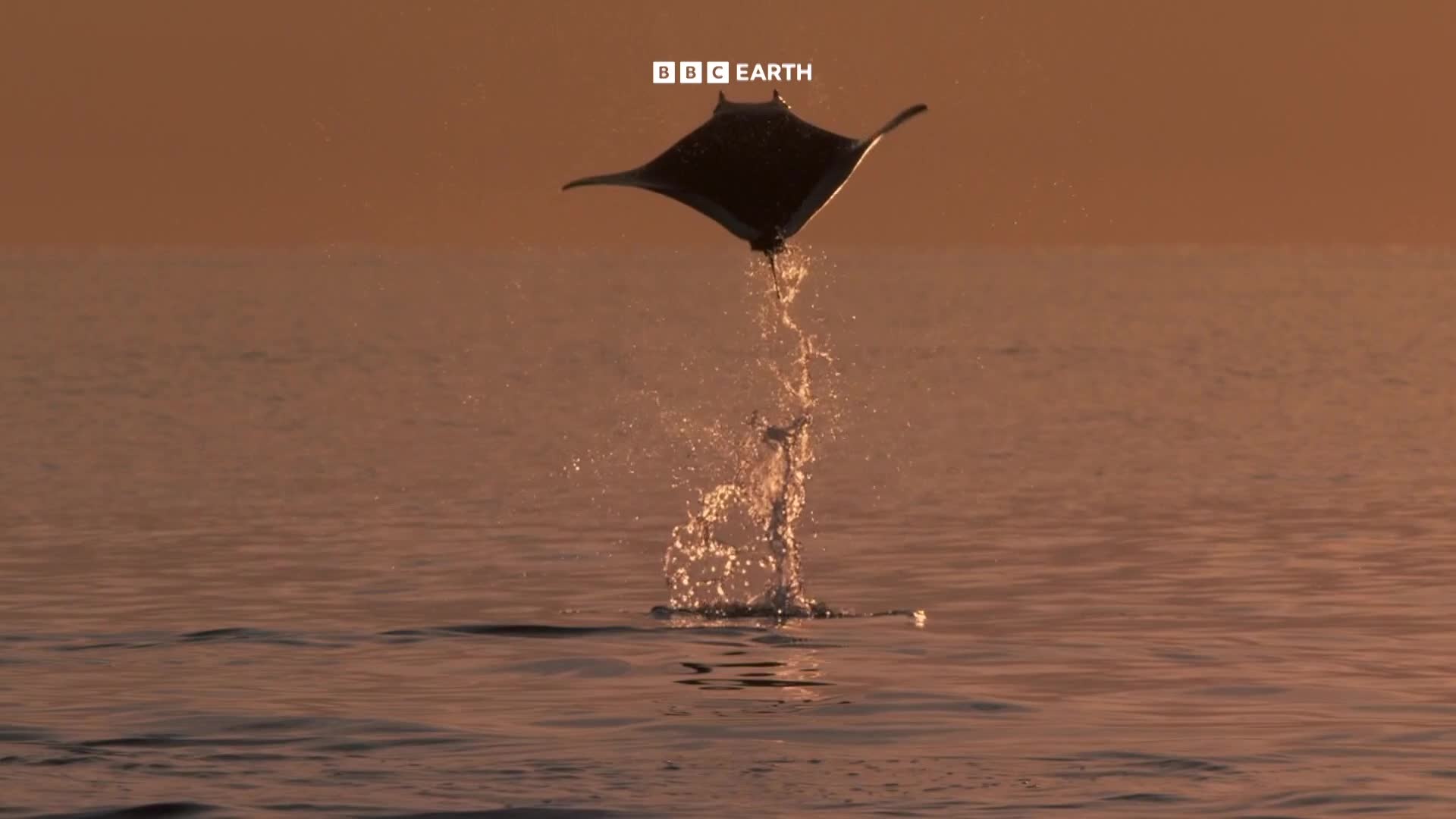BBCEarth