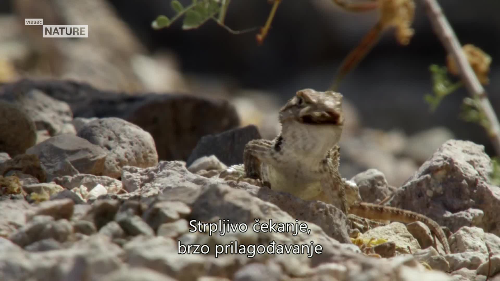 ViasatNature