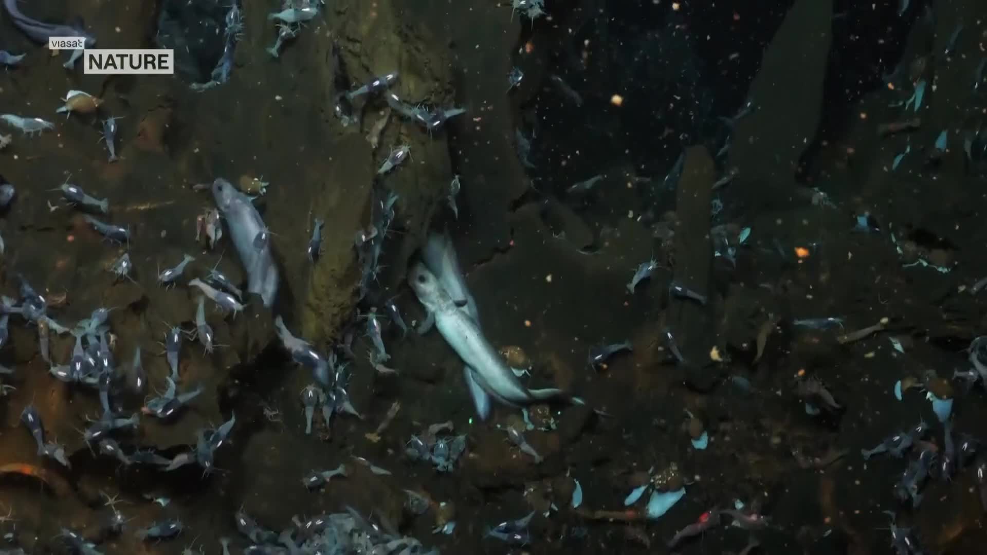 ViasatNature