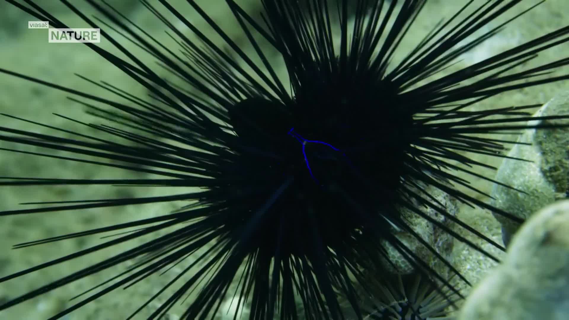 ViasatNature