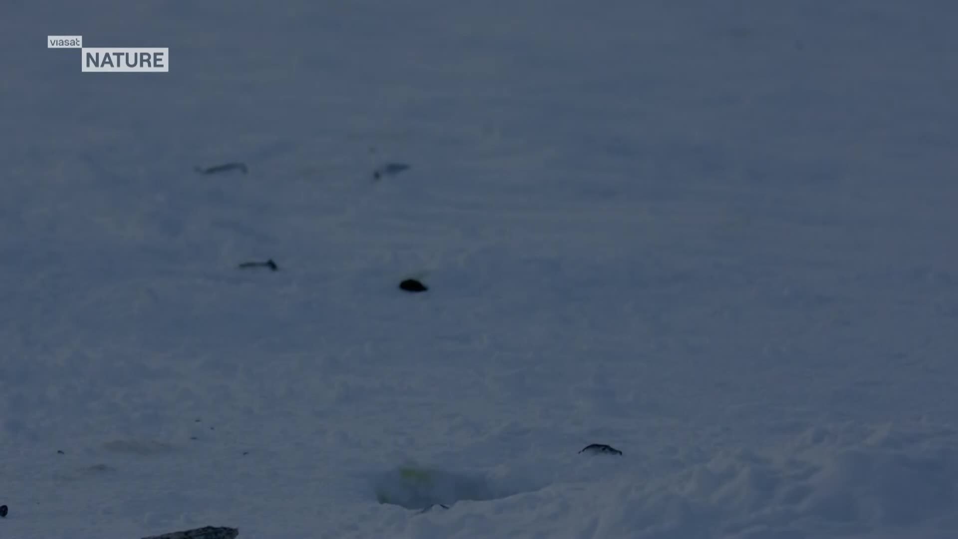 ViasatNature