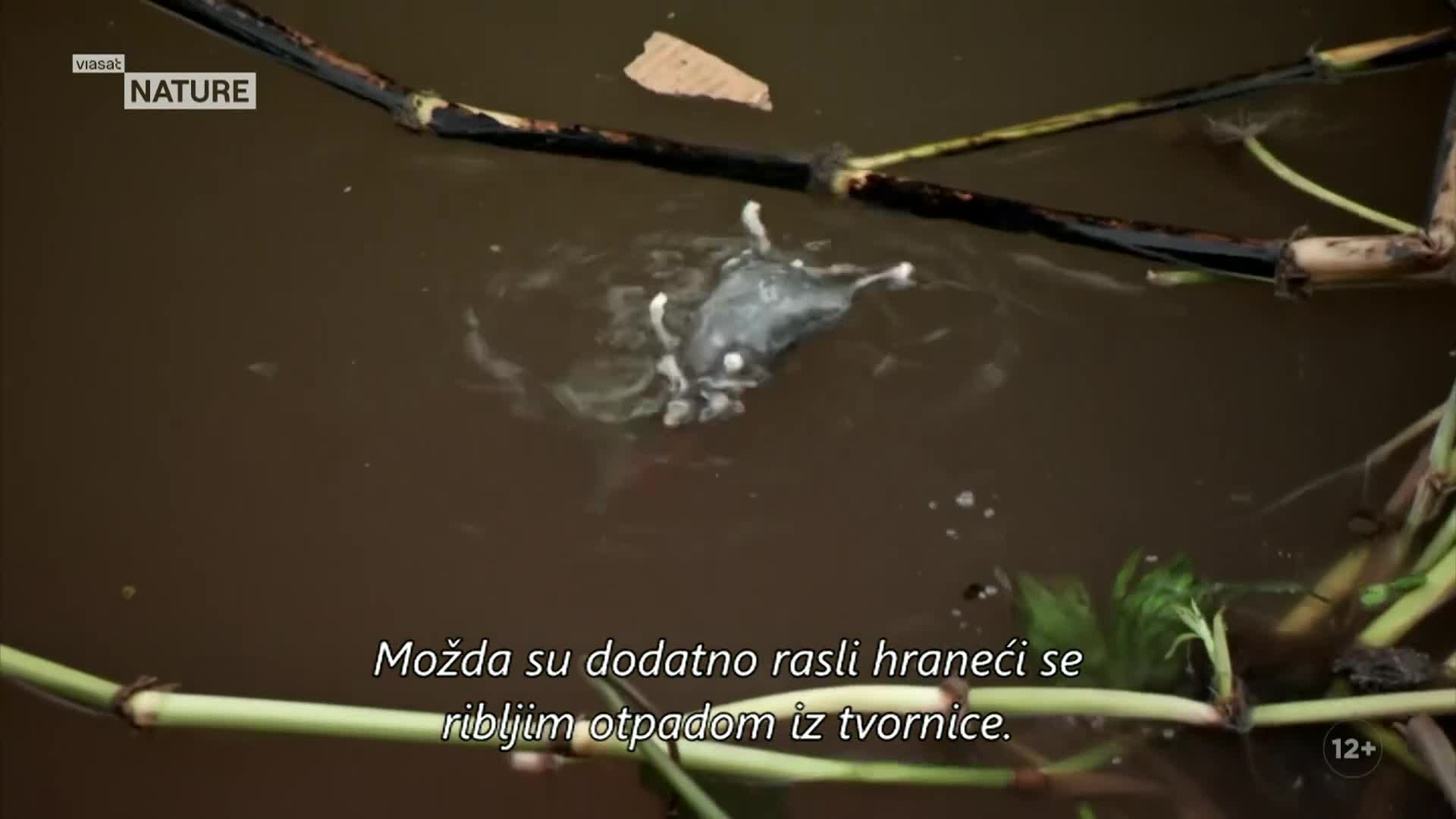 ViasatNature