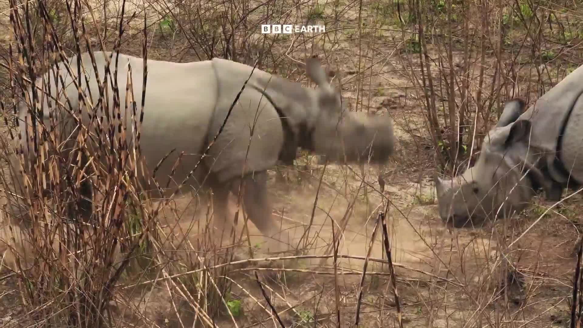 BBCEarth
