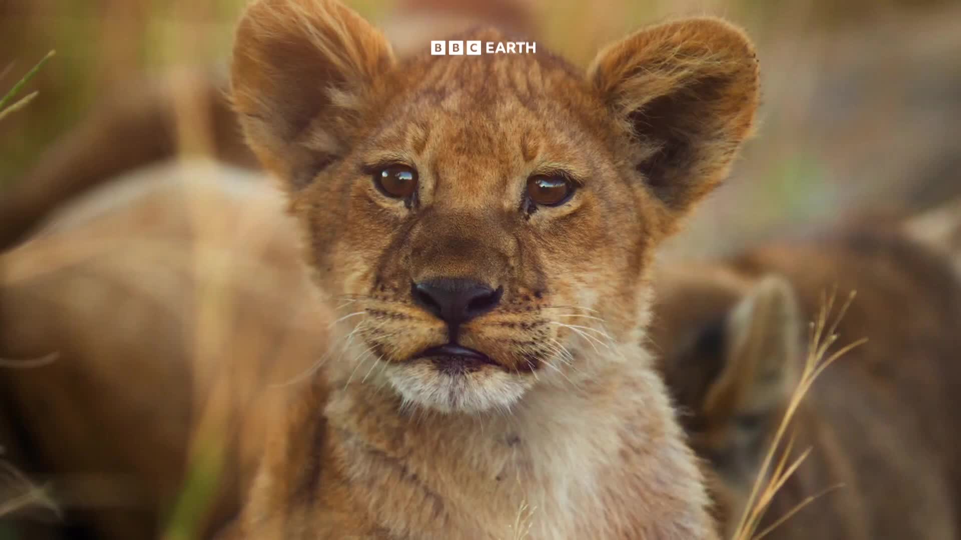 BBCEarth