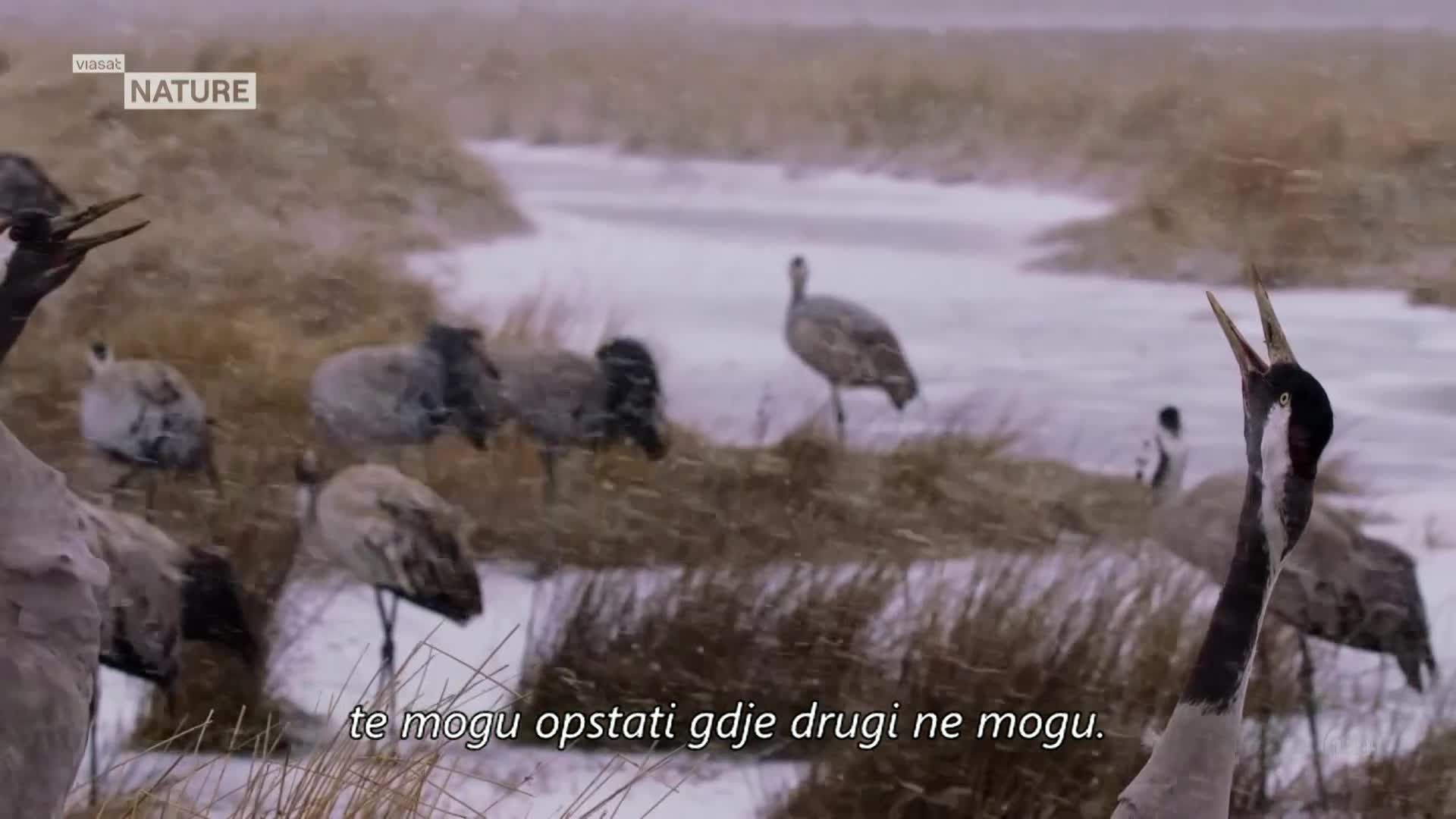 ViasatNature