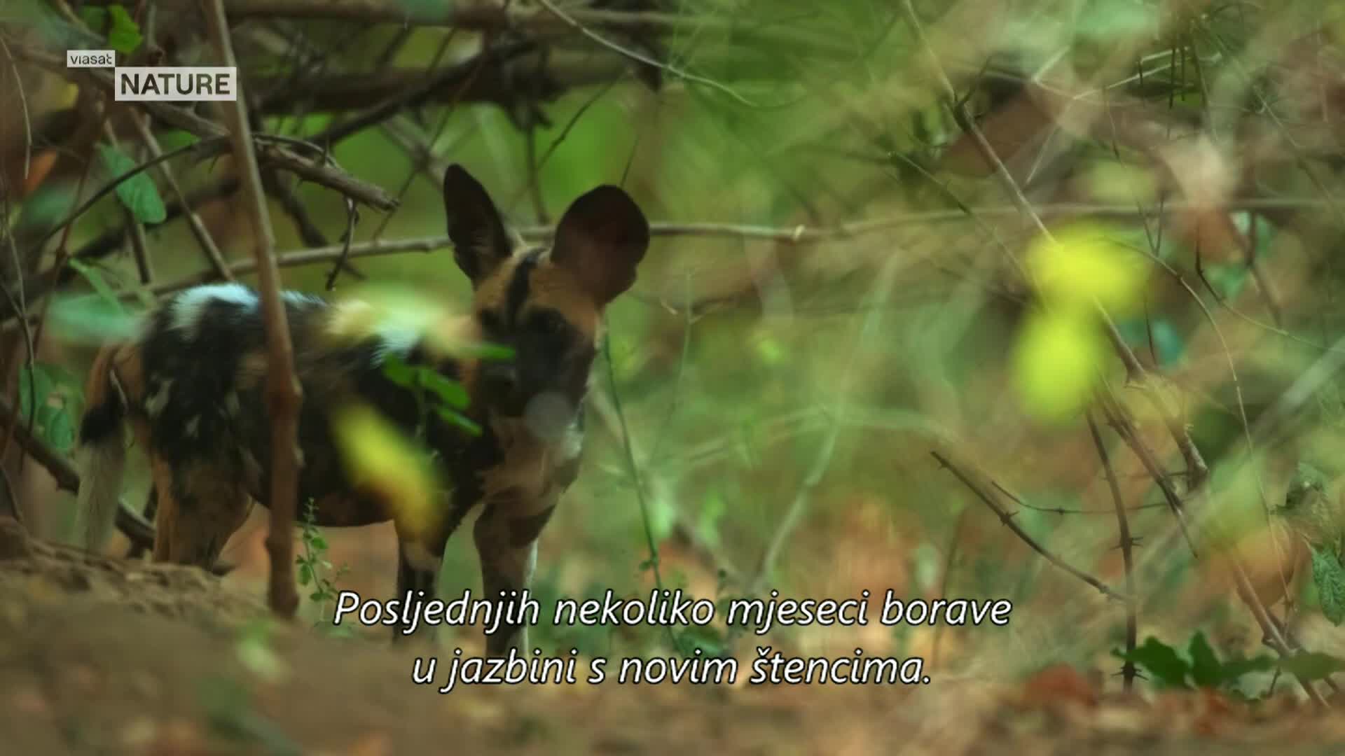 ViasatNature