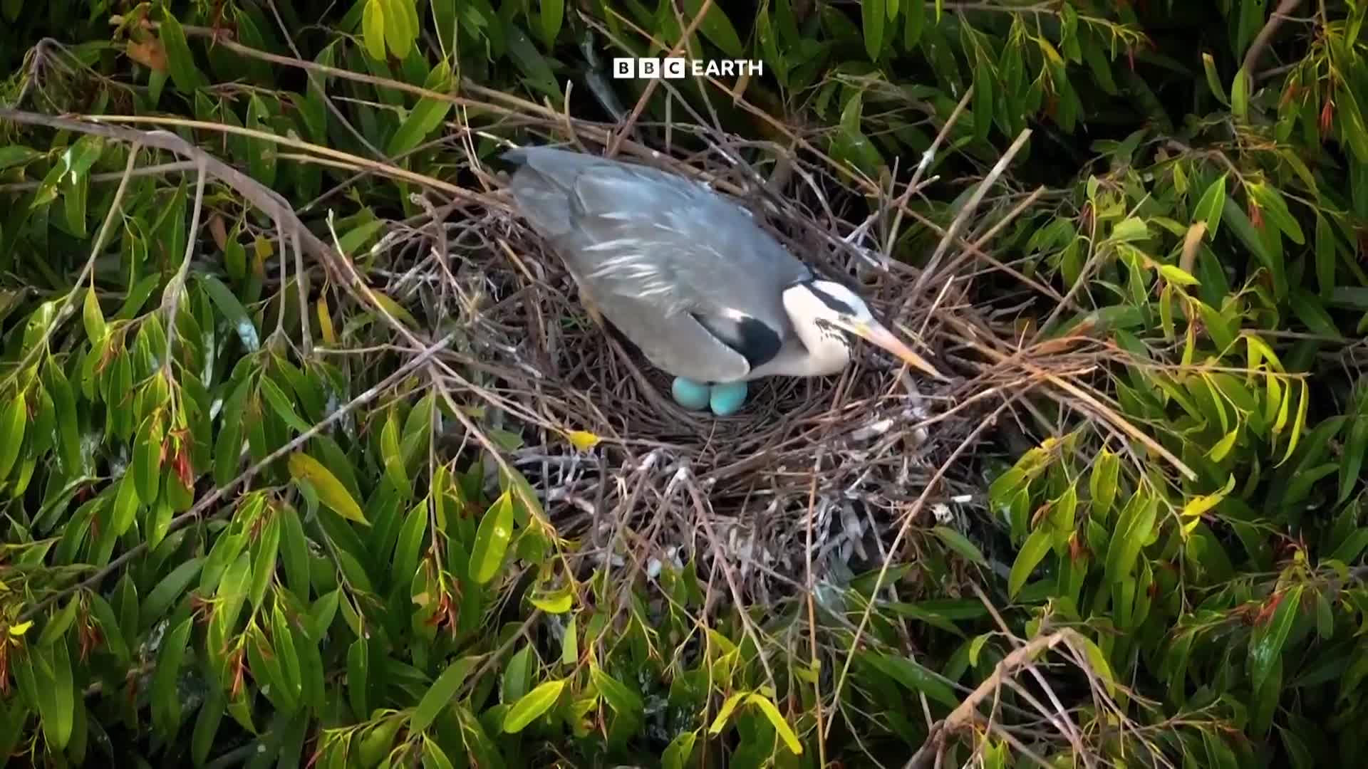 BBCEarth