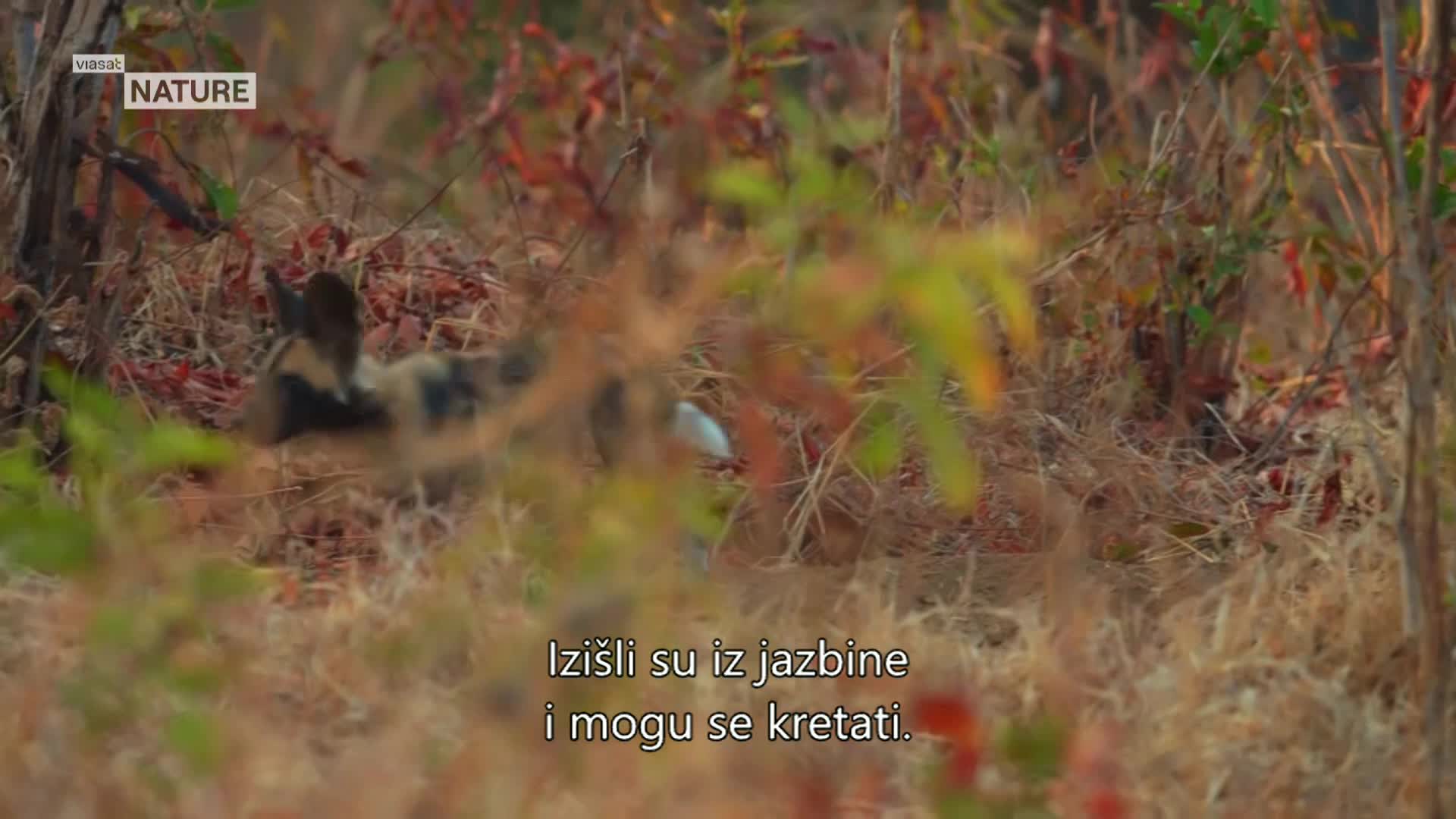 ViasatNature