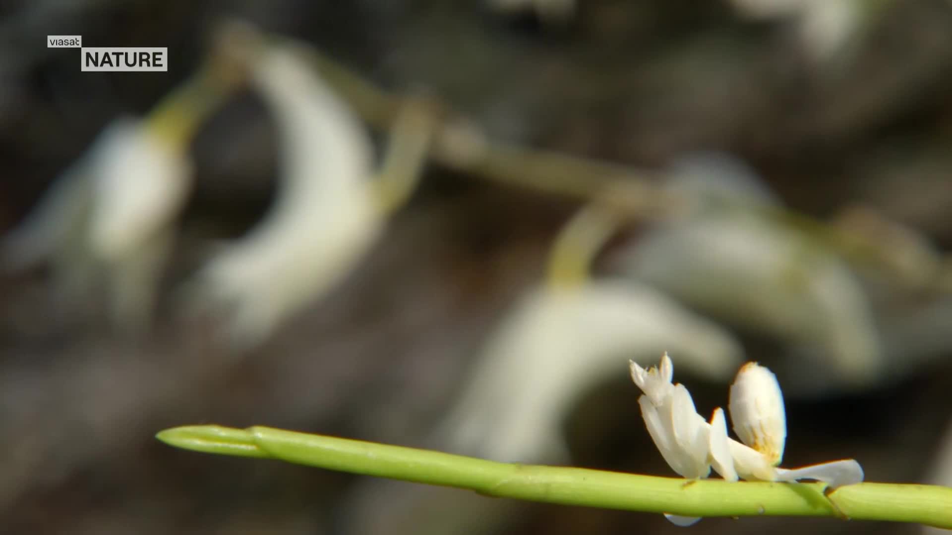 ViasatNature