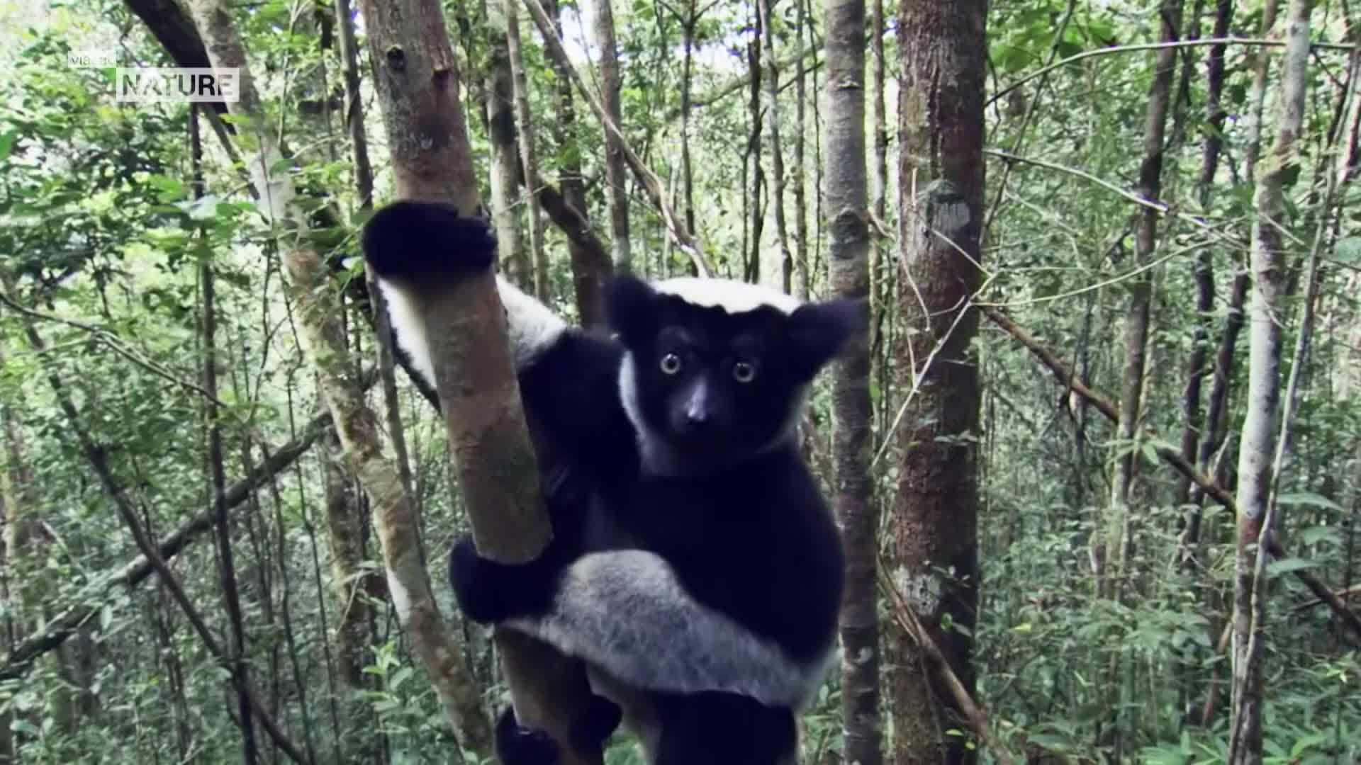 ViasatNature