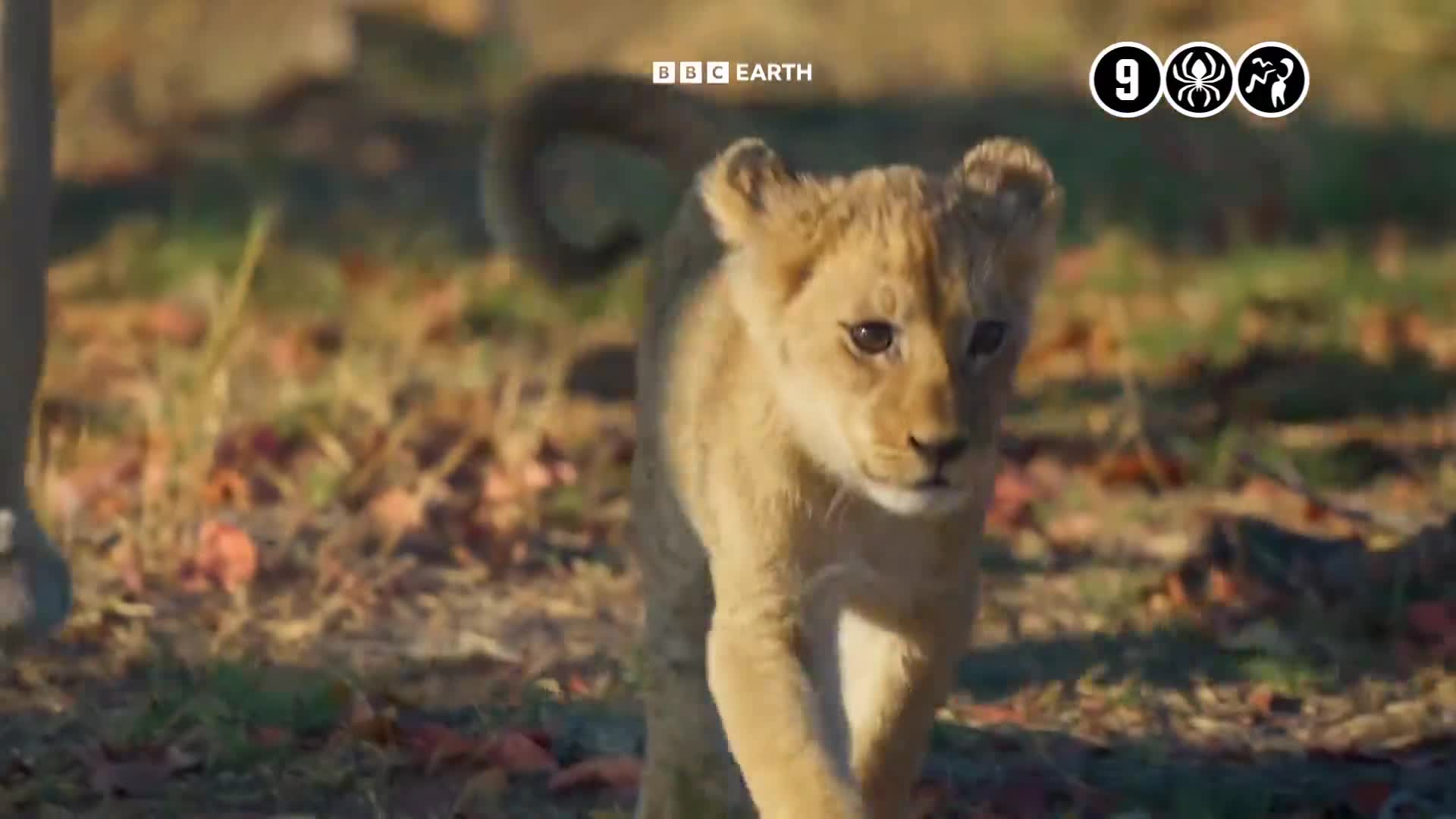 BBCEarth