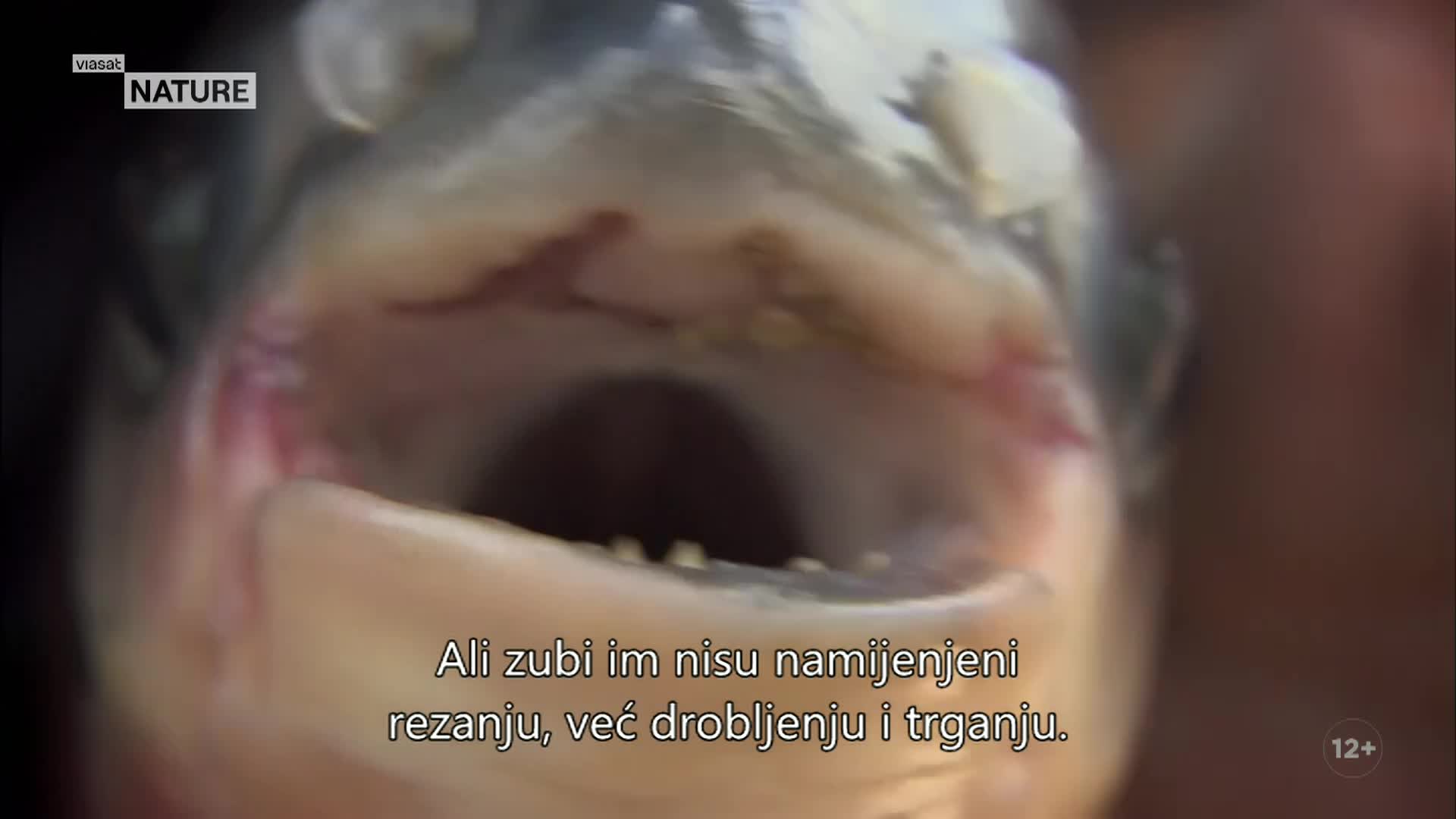 ViasatNature