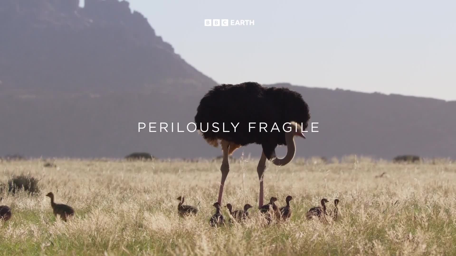 BBCEarth
