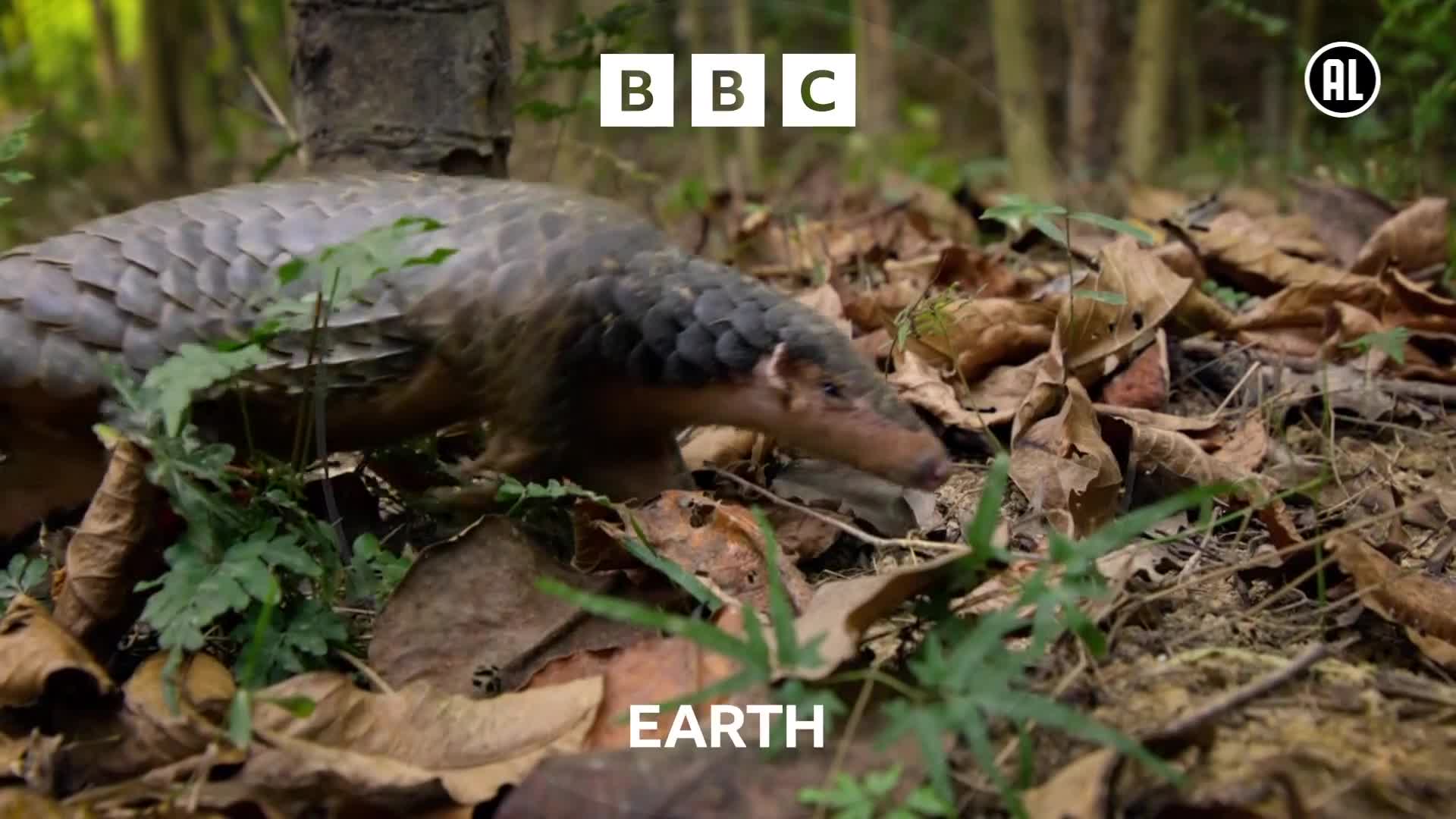 BBCEarth