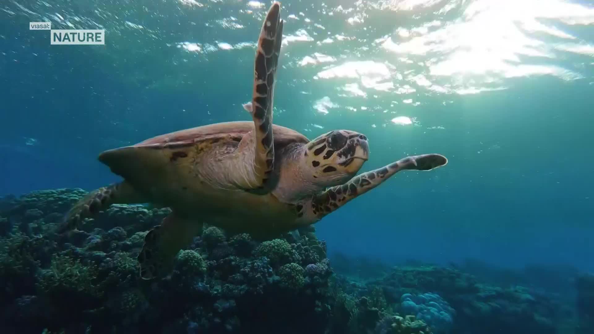 ViasatNature