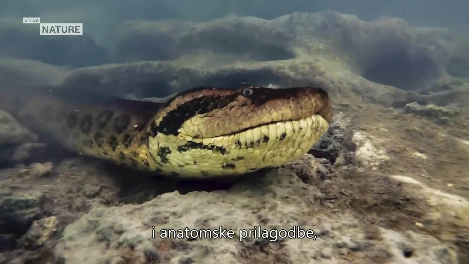 ViasatNature