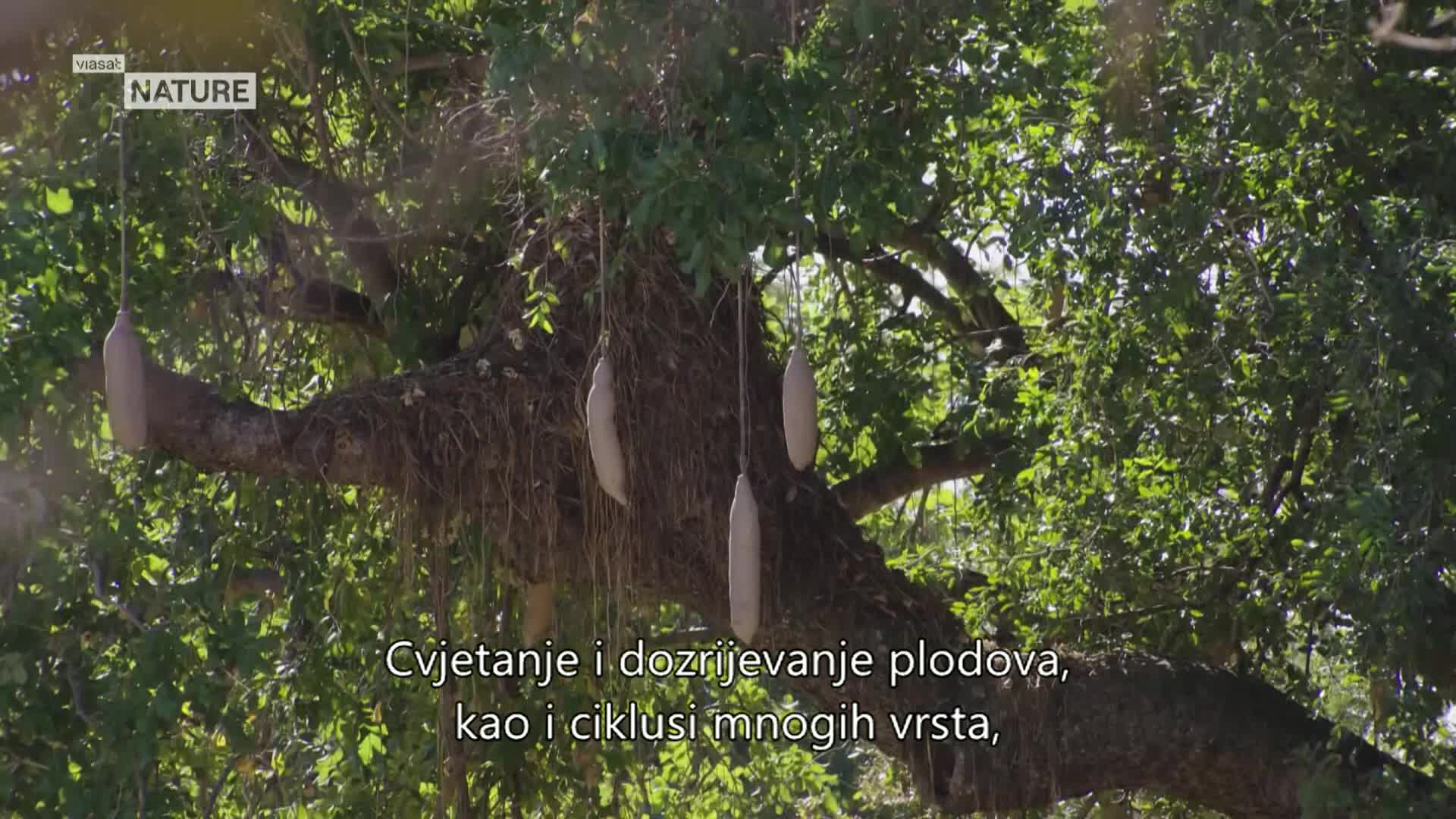 ViasatNature