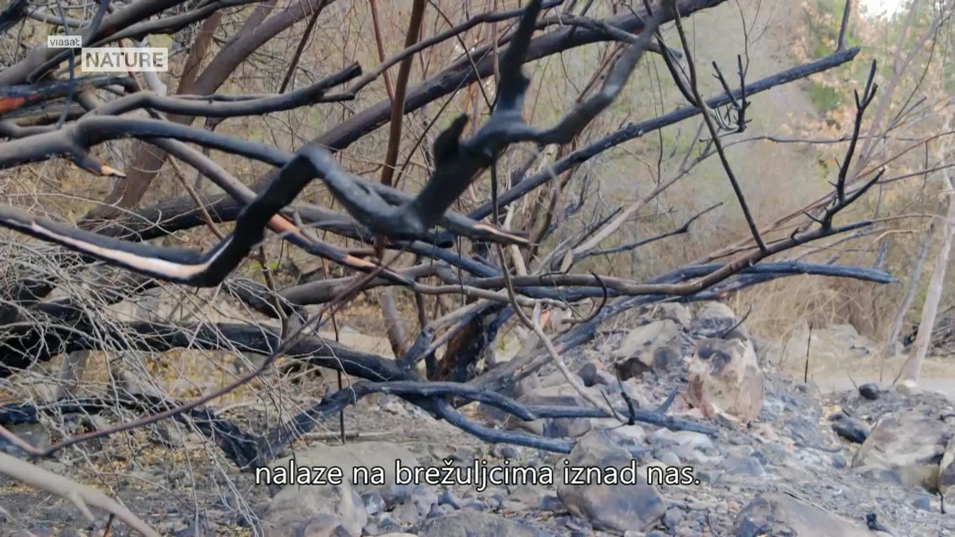ViasatNature