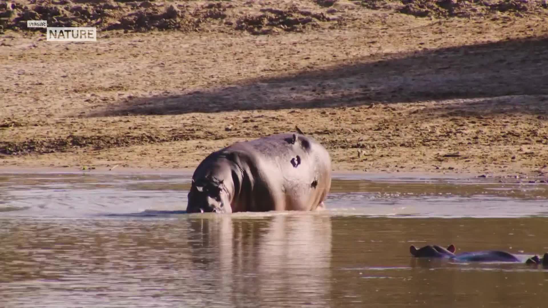 ViasatNature