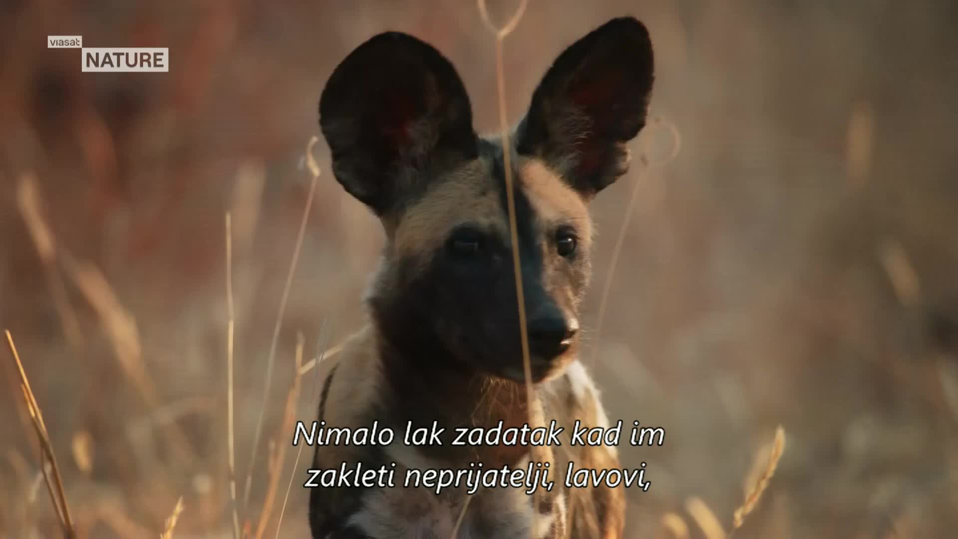 ViasatNature