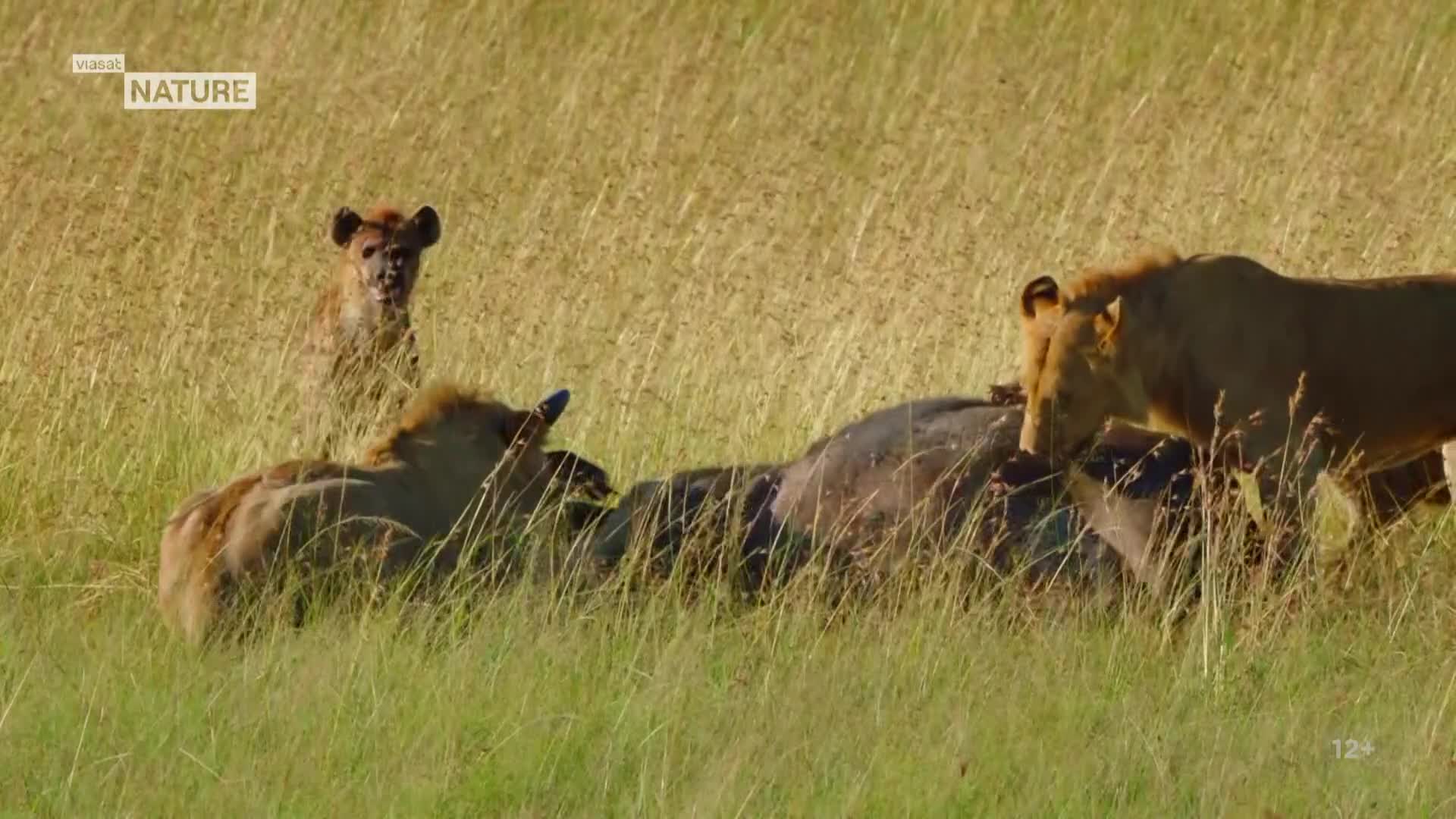 ViasatNature