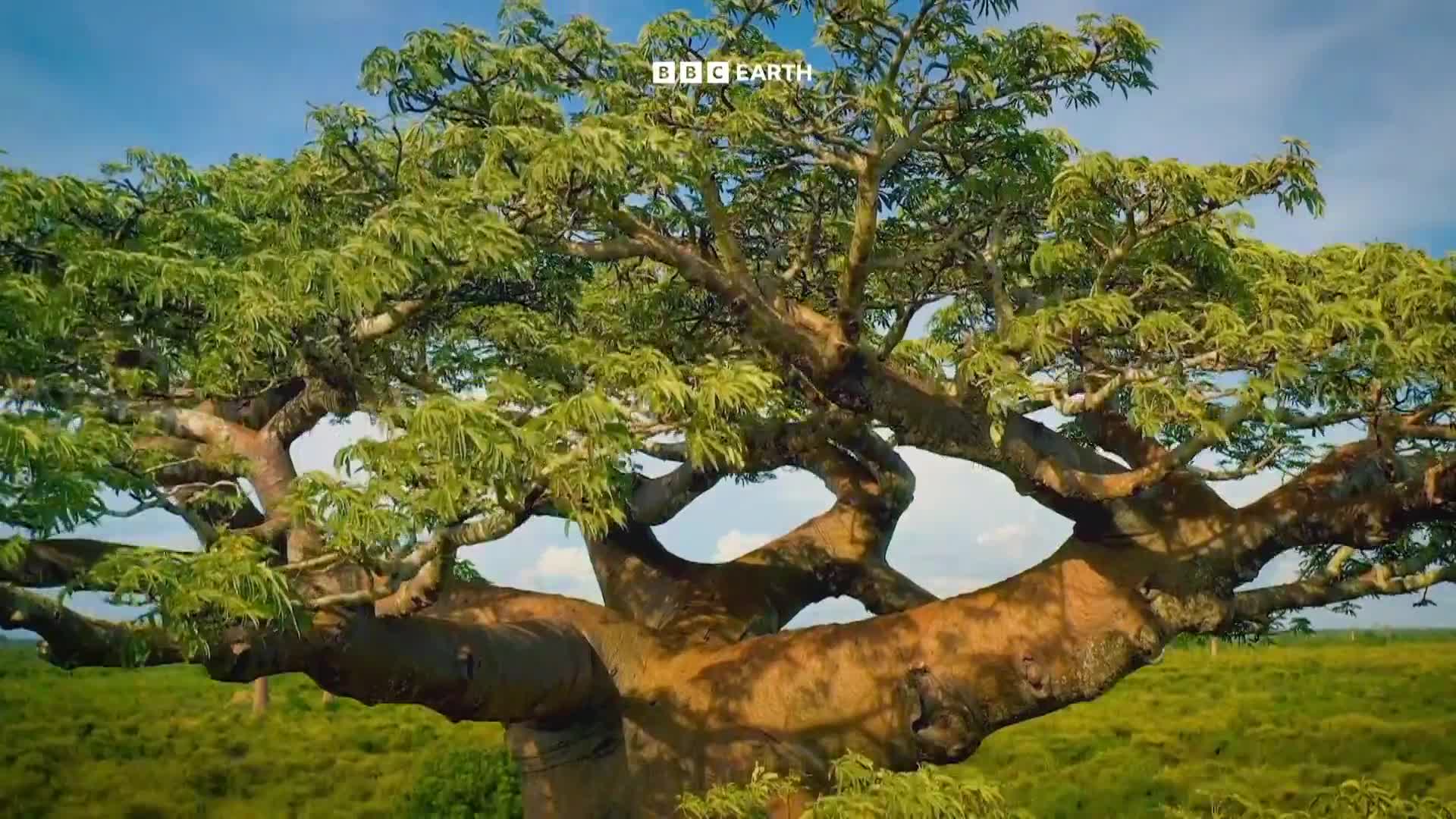 BBCEarth