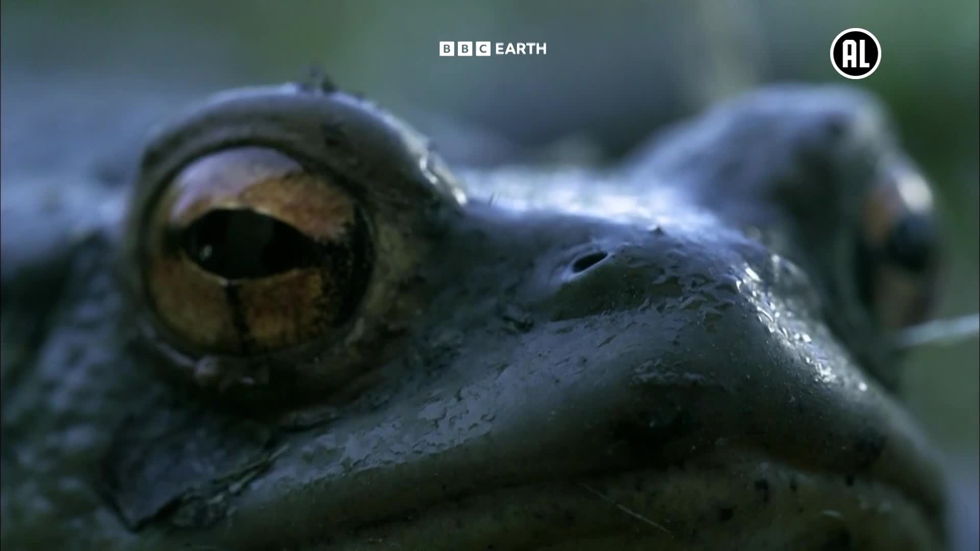 BBCEarth