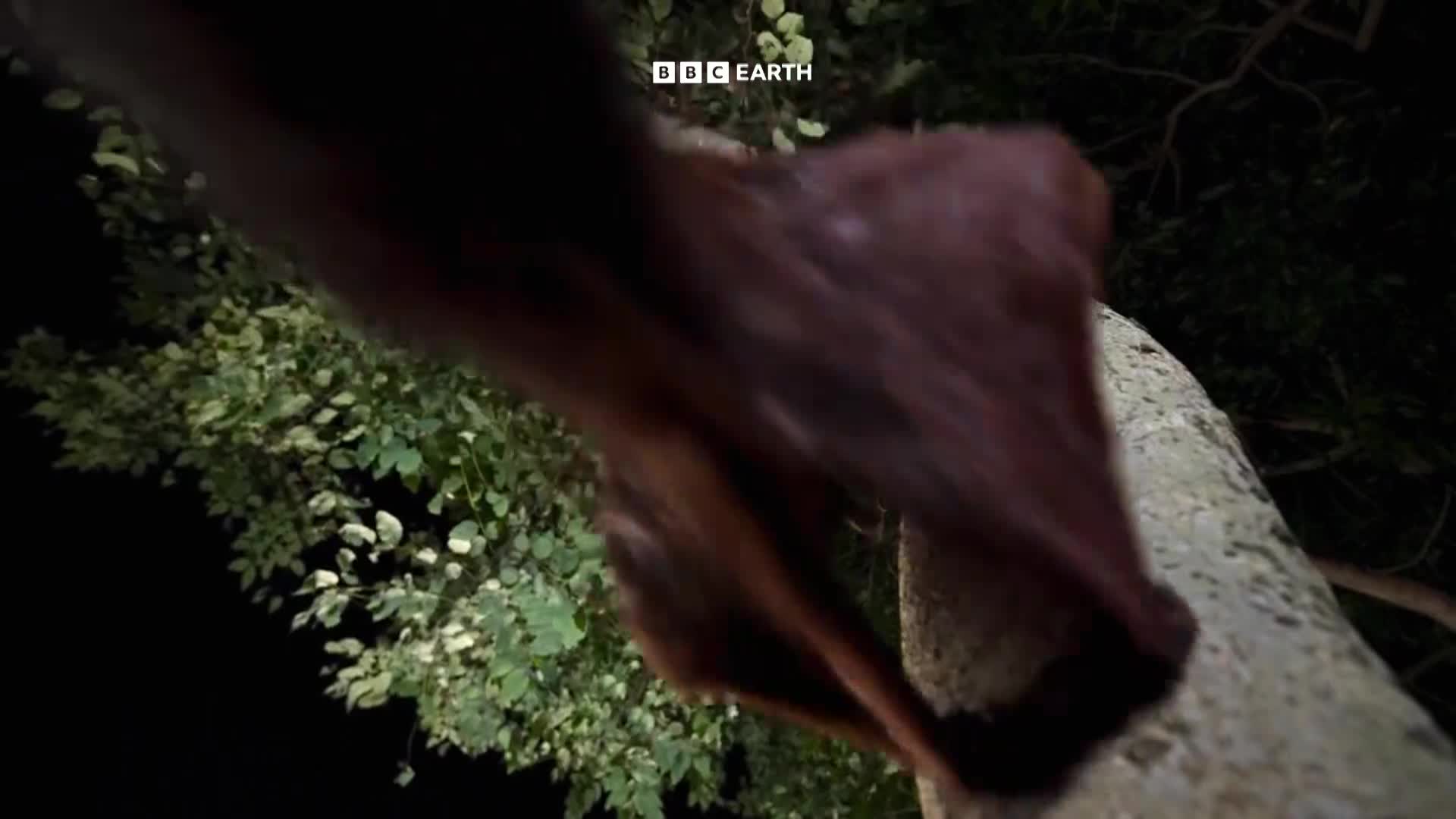 BBCEarth