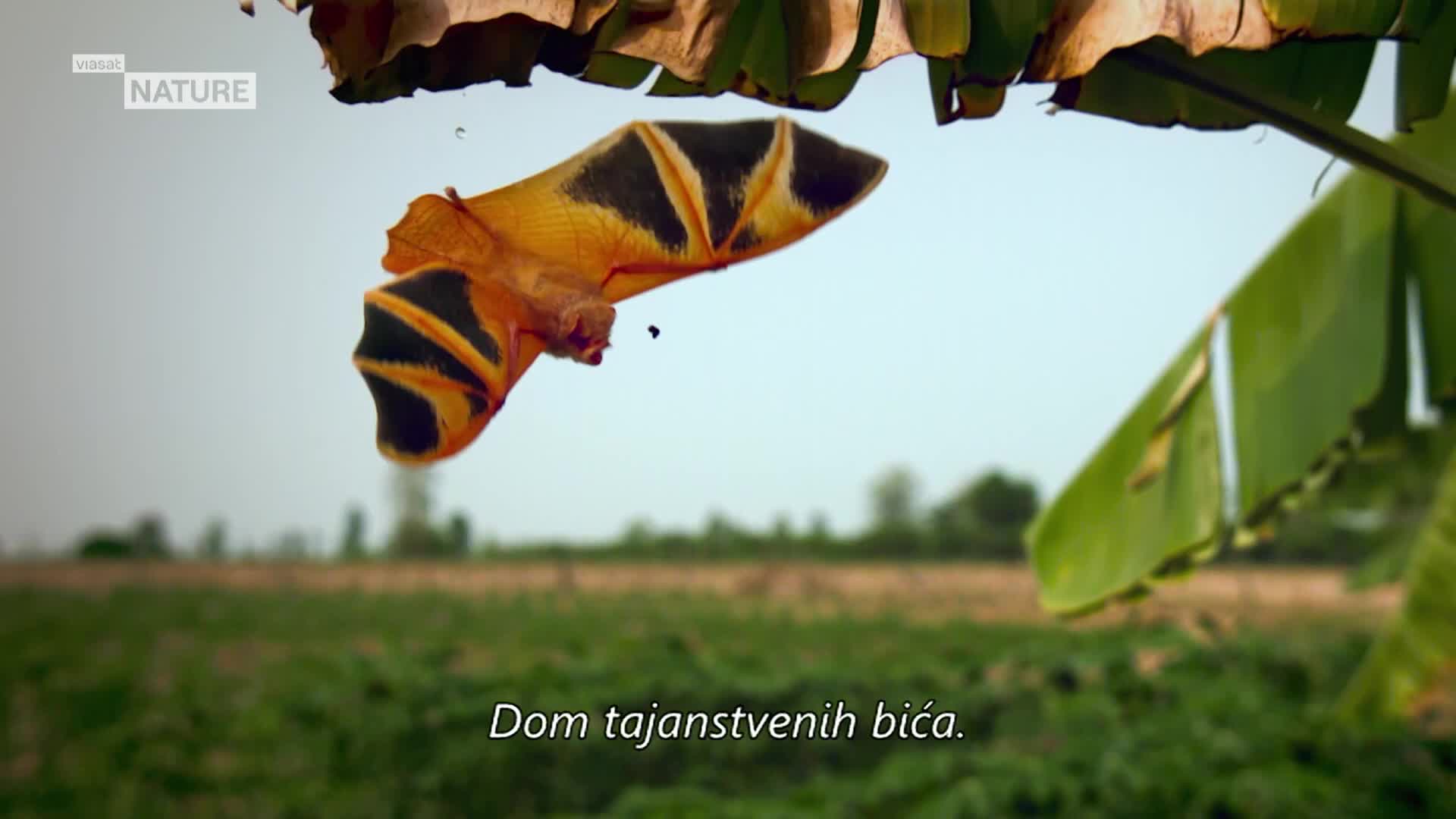 ViasatNature