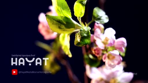 hayat