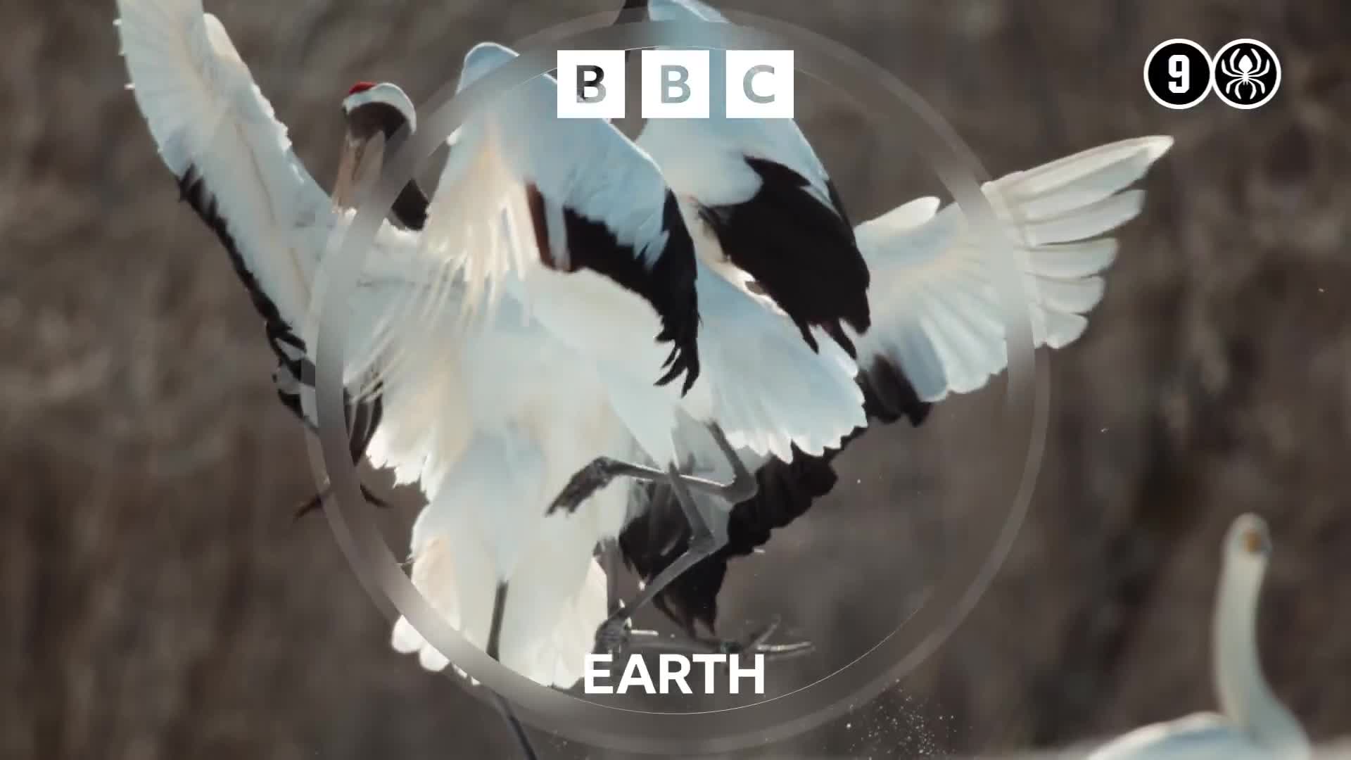 BBCEarth