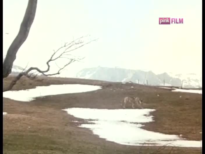 PinkFilm