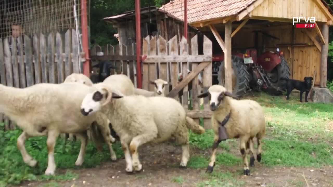 PrvaPlus