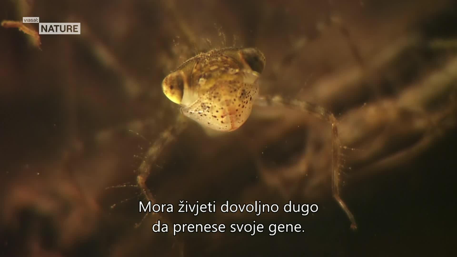 ViasatNature
