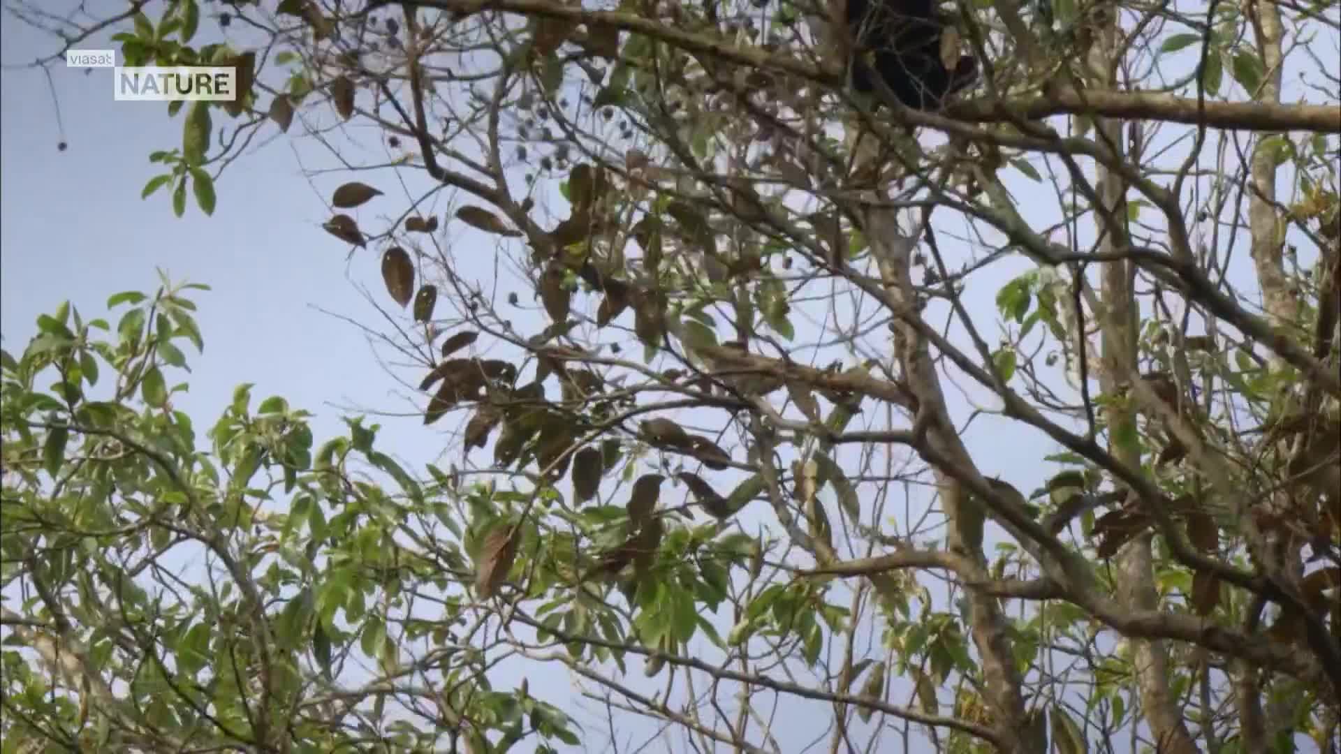 ViasatNature